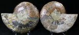 Cut/Polished Ammonite Pair - Agatized #21785-1